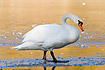 Mute Swan standing on ice coloured orange by rising sun