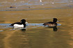 Pair of Tufted Ducks swimmng in opening in ice