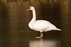 So called Polish Mute Swan with pinkish feet standing on ice