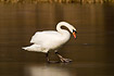 Mute Swan is walking very cautious on the ice