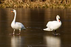 Pair of Mute Swans on the ice - one of the of the so called Polsih variant with pink feet