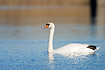 Mute Swan drying one foot