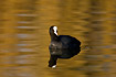 Coot swinng in water coloured orange by reflection of trees