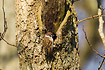 Tree Sparrow at nesthole in tree