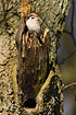 Tree Sparrow at nesthole in tree