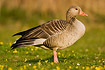 Greylag Goose standing in grass with yellow flowers