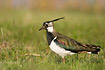 Male lapwing in meadow