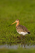 Black-tailed Godwit in flooded meadow