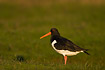 Oystercatcher in meadow at morning light