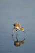 Photo ofBlack-winged Stilt (Himantopus himantopus). Photographer: 