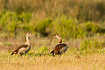 Pair of Egyptian Geese in meadow