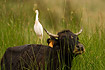 Cattle Egret standing on the back of cow