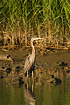 Purple Heron standing in shallow water at edge of reeds