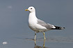 Common Gull walking in shallow water