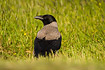 Hooded Crow in grass field
