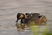 Black-necked Grebe with three hungry young on its back