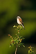Red-backed Shrike on lookout in top of bush
