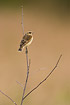 Newly fledged Whinchat in dead twigs