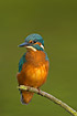 Kingfisher on lookout