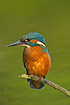 Kingfisher on lookout