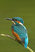 Kingfisher sitting on twig with green background