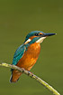 Kingfisher stretching its neck