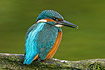 Calling Kingfisher with back turned