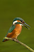 Kingfisher calling, water spraying from bill