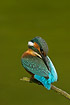 Kingfisher preening feathers on back