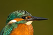 Portrait of the Kingfisher