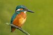 Kingfisher on twig with lightgreen background