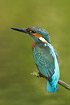 Kingfisher is very alert because of possible danger