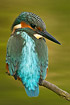 Kingfisher with back turned looks over shoulder
