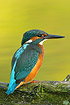 Kingfisher with almost luinous yellow-green background