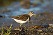 Common Sandpiper stops and looks at photographer