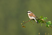 Red-backed Shrike watching for prey sitting on twig