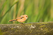Young male Bearded Tit