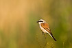 Red-backed Shrike maile sitting on tip of little twig