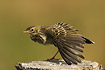Meadow Pipit stretching wing