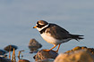 Ringed Plover standing on stone at shore