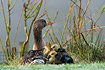 Greylag Goose with downy young hiding under wing