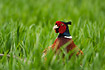 Male Pheasant in field