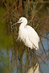 Little Egret standing in shallow water