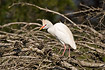 Cattle Egret lookign for nest material