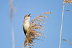 Singing Great Reed Warbler in top of reed
