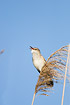 Photo ofGreat Reed Warbler (Acrocephalus arundinaceus). Photographer: 