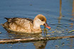 Female Red-crested Pochard eating water plants