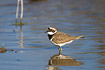 Little Ringed Plover standing in shallow water