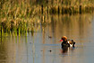 Male Red-crested Pochard on lake in warm evening light