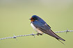 Barn Swallow on barbed wire